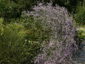 Vivers Càrex - Limonium latifolium 